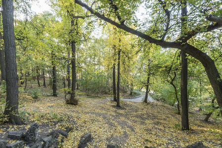 秋季公园的人行道。有黄色树木的森林