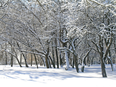 树木覆盖着冰和雪