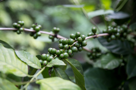 绿色的咖啡豆