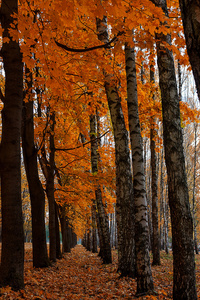 明亮的颜色秋天的树木。秋季景观