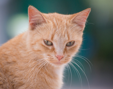 街头的可爱猫咪在户外的肖像