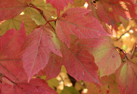 秋天的颜色。红叶的荚蒾