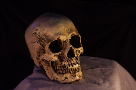 人类头骨的侧面图照片