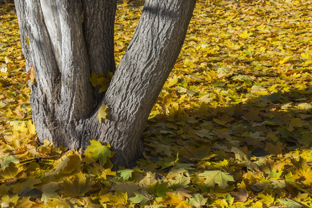 秋天。从白沙在草坪上的落叶地毯