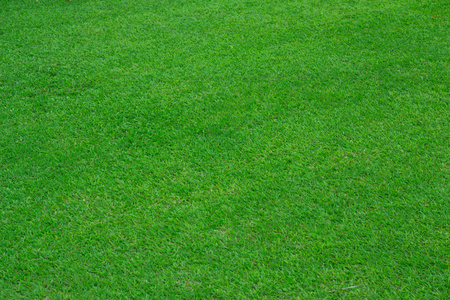 绿色的草地足球场为背景