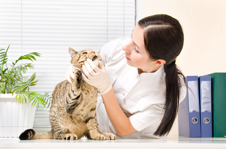兽医检查牙齿猫品种苏格兰直