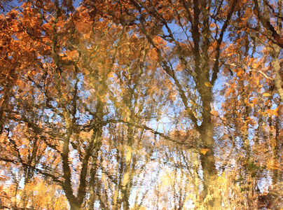 多彩的秋天树叶，反映在水中