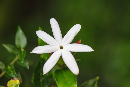 茉莉花或阿拉伯茉莉花在花园里