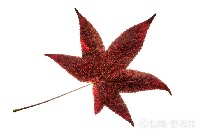 孤立的单个红色枫香树叶