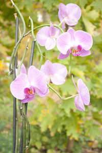 美丽的紫色兰花蝴蝶兰的形象