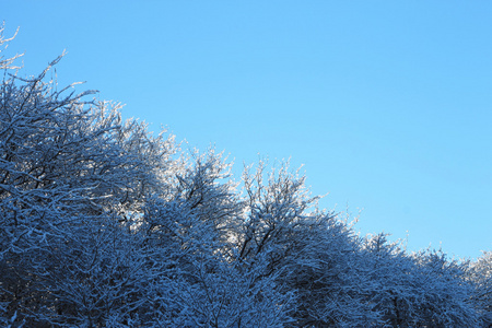 树木覆盖着白霜和在山中雪