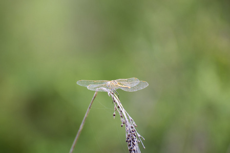 蜻蜓