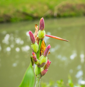 花和花粉