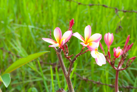 花不