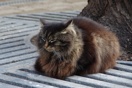 春天街道上毛茸茸的黑猫