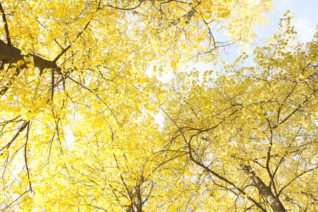 秋天的金叶图像。美丽的黄色分支