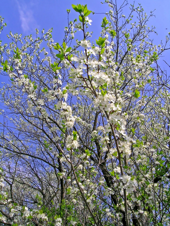 樱桃树开花