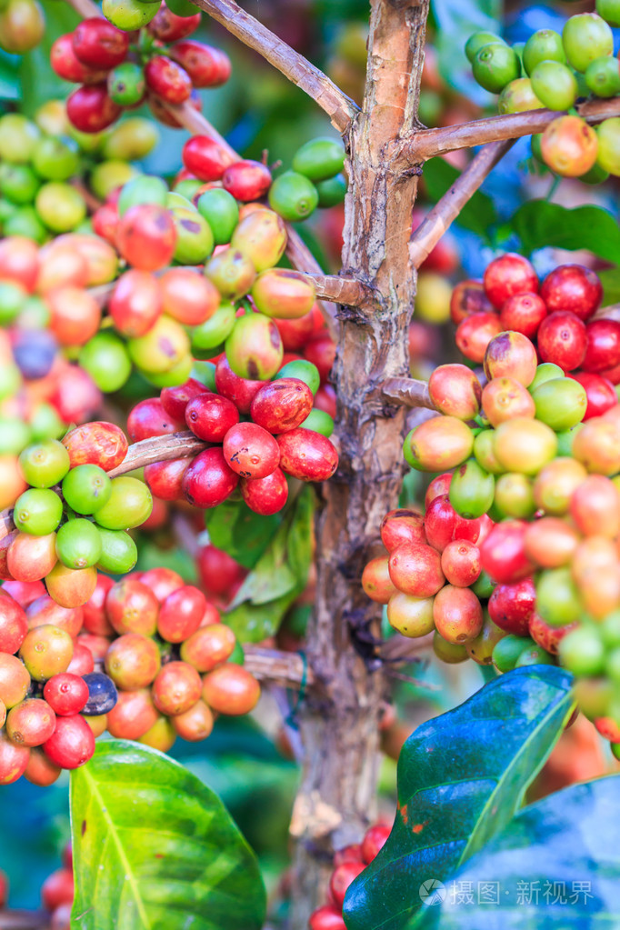 咖啡豆阿拉比卡咖啡树上