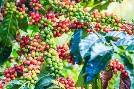 咖啡豆阿拉比卡咖啡树上