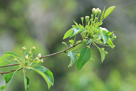 樱花树