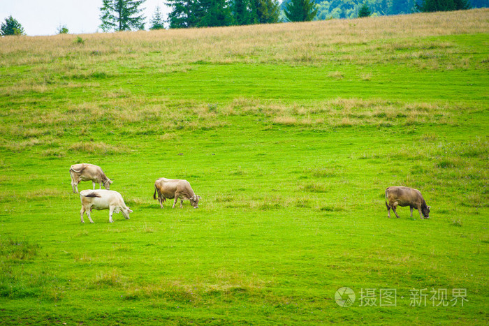 山区的牛羊群