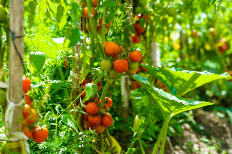 种植番茄花园的照片