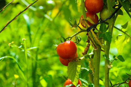 种植番茄花园的