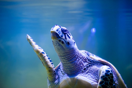 美丽的乌龟游泳