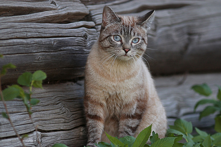 在村子里的猫