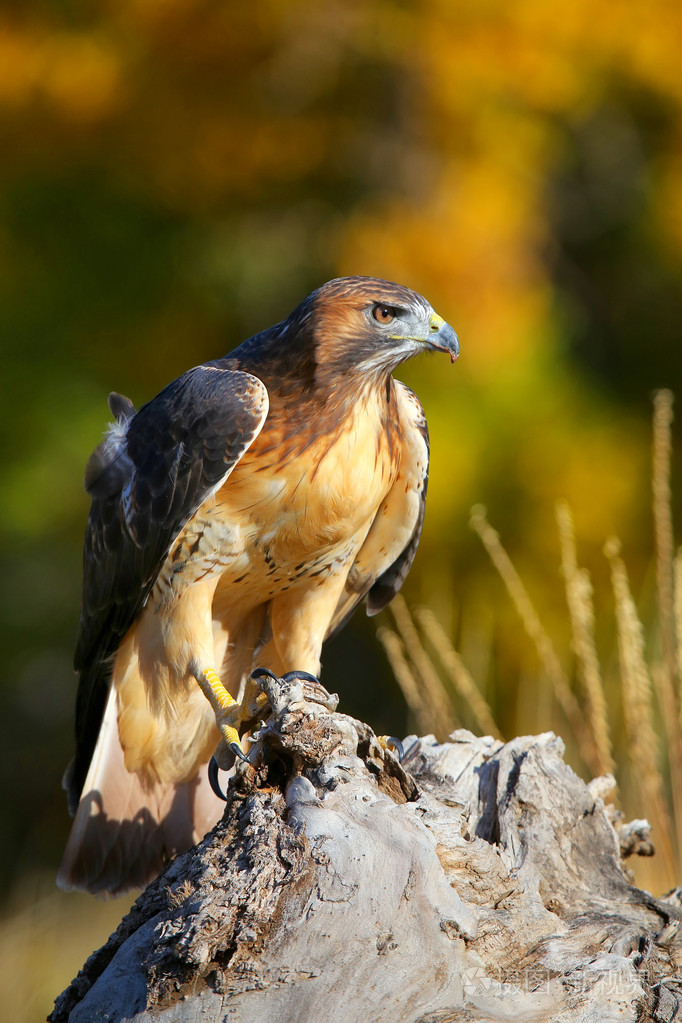 红尾鵟坐在一个树桩上