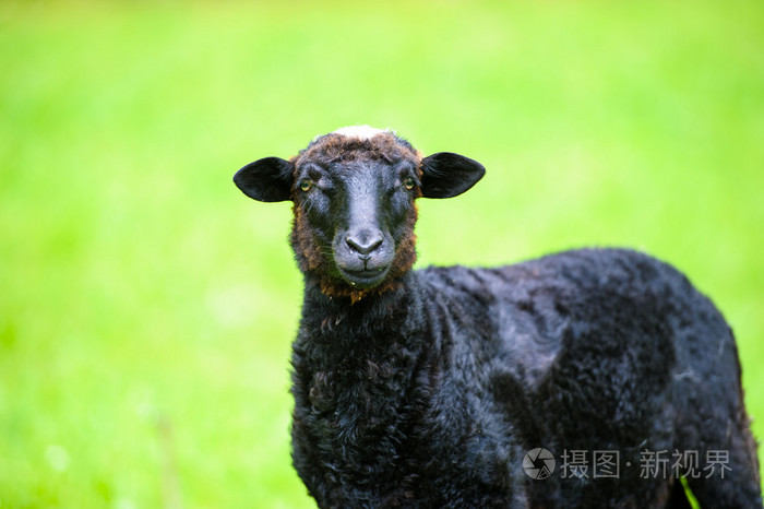 年轻的小黑羔羊