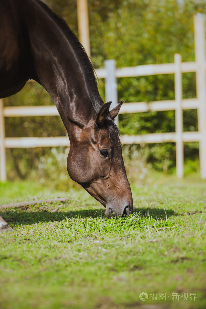 马马的脖子在夏天七叶树西装马