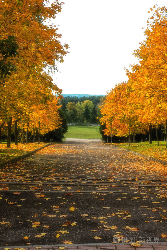 巷子里到处都散布着秋天树叶在秋天的公园