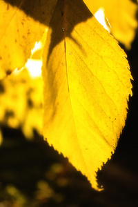 秋天树上的黄叶在阳光下