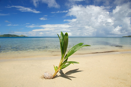NananuiRa 岛，斐济热带海滩上的棕榈树发芽