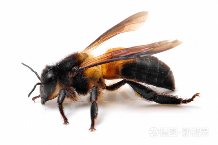 一只毛茸茸的蜜蜂