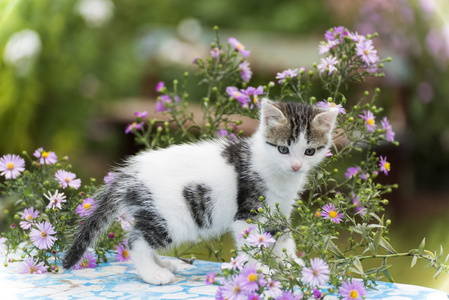 光怪陆离的小猫站在花背景