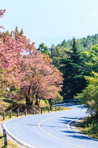 路路边有樱花