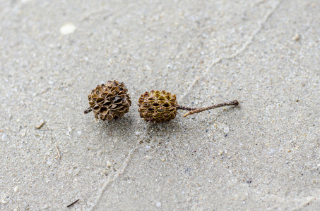 海滩上的松树水果