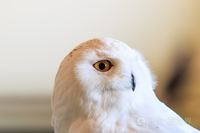 雪白的猫头鹰腹股沟淋巴结炎 scandiacus