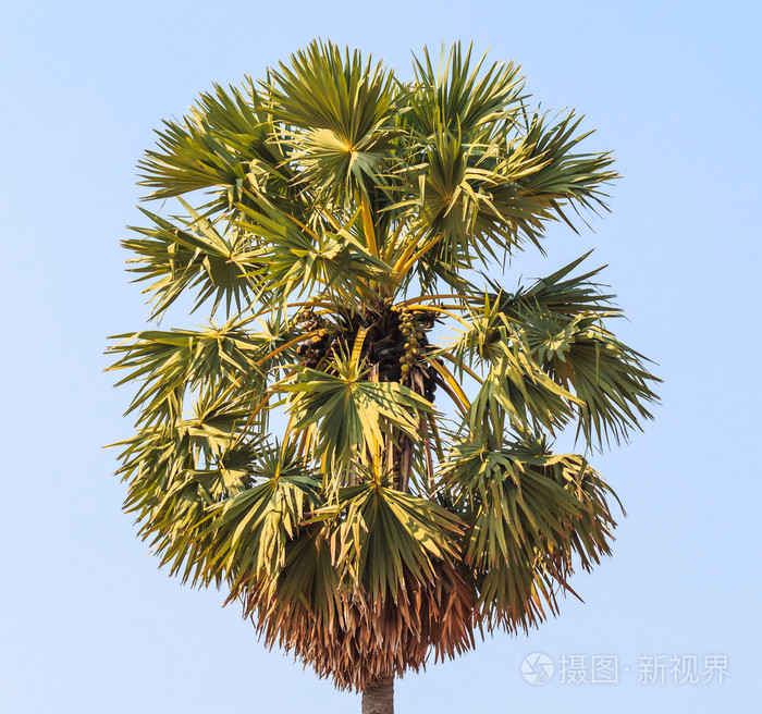 糖棕榈树