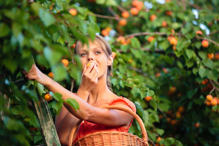 女人摘杏子