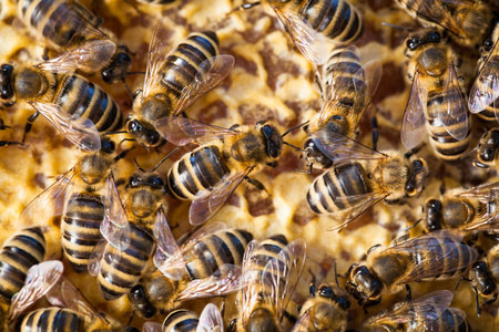蜜蜂的微距照片