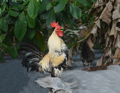 动画公鸡打鸣图片
