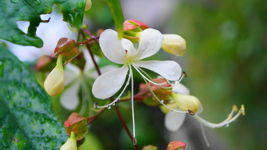 日本花园 臭洼特写可爱白花