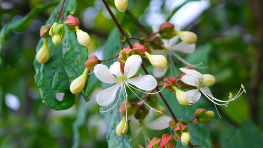 日本花园 臭洼特写可爱白花