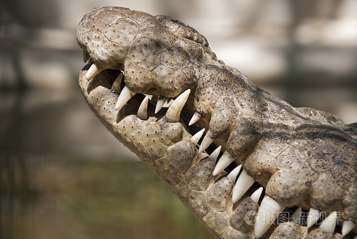 鳄鱼头侧面特写