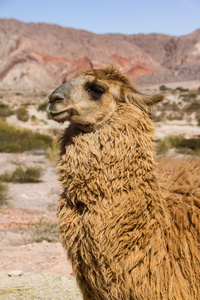 阿根廷西北部山区的骆驼