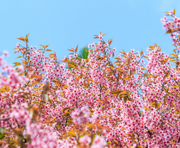 樱花鲜花背景