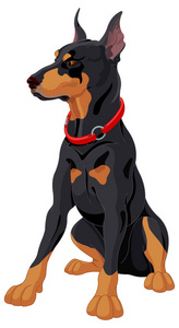 完全集中的警卫犬,杜宾照片